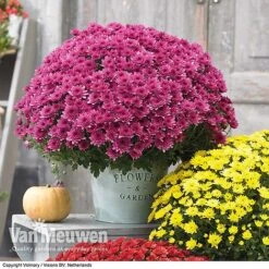 Chrysanthemum 'Hardy Patio Improved' -Flower Plants Shop CHRY V17671 D