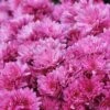 Chrysanthemum X Hortorum 'Anastasia' -Flower Plants Shop CHRY V59574 A h