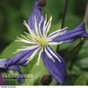 Clematis X Aromatica -Flower Plants Shop CLEM V15583 A