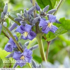 Clematis 'New Love' -Flower Plants Shop CLEM V56881 A1