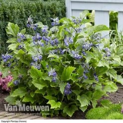 Clematis 'New Love' -Flower Plants Shop CLEM V56881 C