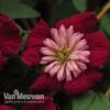 Clematis Avant-Garde™ Evipo033 -Flower Plants Shop CLEM V78341 A1