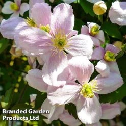 Clematis Montana 'Mayleen' -Flower Plants Shop CLEM MAYLEEN L39277