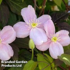 Clematis Montana 'Mayleen' -Flower Plants Shop CLEM MAYLEEN L39278
