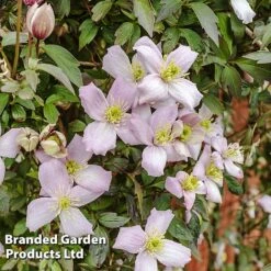 Clematis Montana 'Mayleen' -Flower Plants Shop CLEM MAYLEEN L39280