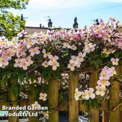 Clematis Montana 'Mayleen' -Flower Plants Shop CLEM MAYLEEN L39281