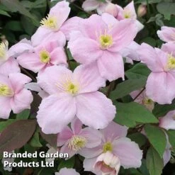 Clematis Montana 'Mayleen' -Flower Plants Shop CLEM MAYLEEN S23286