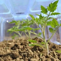 Mini Greenhouse Cloche -Flower Plants Shop CLOC V69804 C