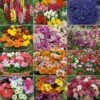 Annual Bedding Plants Collection 2 Annual Bedding Plants Collection -Flower Plants Shop COLL V48705 A h