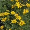 Coreopsis Verticillata 'Zagreb' -Flower Plants Shop CORE V59305 A h
