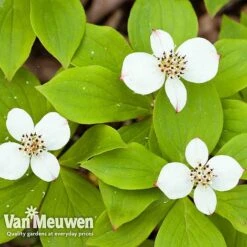 Cornus Canadensis