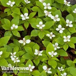 Cornus Canadensis -Flower Plants Shop CORN V59684 C