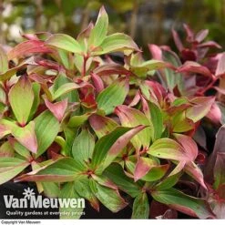 Cornus Canadensis -Flower Plants Shop CORN V59684 D