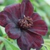 Cosmos Atrosanguineus 'Dark Secret' 2 Cosmos Atrosanguineus 'Dark Secret' -Flower Plants Shop COSM V58919 A h
