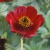 Cosmos Atrosanguineus 'Spellbound' -Flower Plants Shop COSM V63440 A h