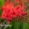 Crocosmia 'Lucifer' -Flower Plants Shop CROC V59582 A