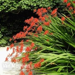 Crocosmia 'Lucifer' -Flower Plants Shop CROC V59582 C