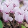 Cyclamen Hederifolium 1 Cyclamen Hederifolium -Flower Plants Shop CYCL V59584 A h