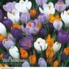 Crocus 'Dutch Large Flowering' (Spring Flowering) -Flower Plants Shop Crocus Large Dutch Mixed
