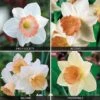 Daffodil 'Pink Blush Collection' -Flower Plants Shop DAFF 69649V A h