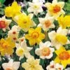 Daffodil 'Bumper Collection' 1 Daffodil 'Bumper Collection' -Flower Plants Shop DAFF V46980 A h
