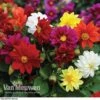 Dahlia 'Figaro Mix' -Flower Plants Shop DAH V16090 A