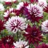 Dahlia 'Rebecca's World' -Flower Plants Shop DAHL 70042V A h
