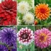 Dahlia 'Spectacular Collection' -Flower Plants Shop DAHL V48569X A h