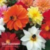Dahlia 'Patio Choice' Mix -Flower Plants Shop DAHL V79748 A h