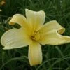 Daylily 'Atlas' -Flower Plants Shop DAYL V59610 A h