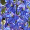 Delphinium 'Blue Bird' (Pacific Hybrid) -Flower Plants Shop DELP V65280 A h