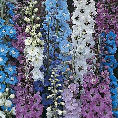 Delphinium 'Pacific Giants Mixed' 3 Delphinium 'Pacific Giants Mixed'