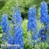 Delphinium 'Summer Skies' (Pacific Hybrid) -Flower Plants Shop DELP v65292 B