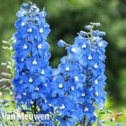 Delphinium 'Summer Skies' (Pacific Hybrid) 7 Delphinium 'Summer Skies' (Pacific Hybrid) -Flower Plants Shop DELP v65292 C