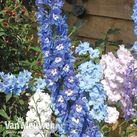Delphinium Mixed 4 Delphinium Mixed - Image 2