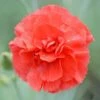 Dianthus 'Diane' -Flower Plants Shop DIAN V59185 A h