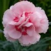 Dianthus 'Doris' -Flower Plants Shop DIAN V59187 A h
