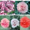Dianthus 'Cottage Garden Collection' 1 Dianthus 'Cottage Garden Collection' -Flower Plants Shop DIAN V80355 A2