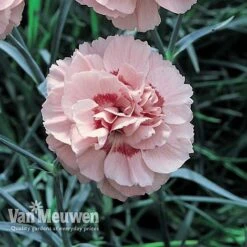 Dianthus 'Cottage Garden Collection' -Flower Plants Shop DIAN V82918 D