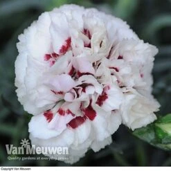 Dianthus 'Cottage Garden Collection' -Flower Plants Shop DIAN V82918 E