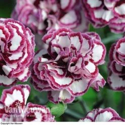 Dianthus 'Cottage Garden Collection' -Flower Plants Shop DIAN V82918 F