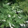 Dicentra Spectablis 'Alba' -Flower Plants Shop DICE V63443 A h