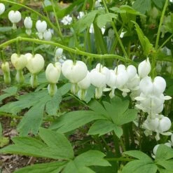 Dicentra Spectablis 'Alba' -Flower Plants Shop DICE V63443 B h