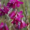 Dierama 'Blackberry Bells' -Flower Plants Shop DIER V57612 A h