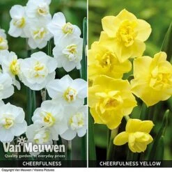 Daffodil 'Cheerfulness Duo' -Flower Plants Shop Daffodil Cheerfulness Duo