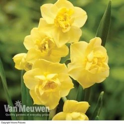Daffodil 'Cheerfulness Duo' -Flower Plants Shop Daffodil Cheerfulness Yellow