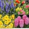 Easter Flower Bulbs -Flower Plants Shop EAST VKA3927 A