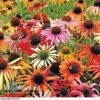 Echinacea Purpurea 'Primadonna Mixed' 2 Echinacea Purpurea 'Primadonna Mixed' -Flower Plants Shop ECHI V46740 A