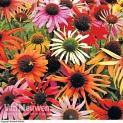 Echinacea Purpurea 'Primadonna Mixed' -Flower Plants Shop ECHI V46740 B