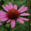 Echinacea Purpurea 'Little Magnus' -Flower Plants Shop ECHI V59590 A h